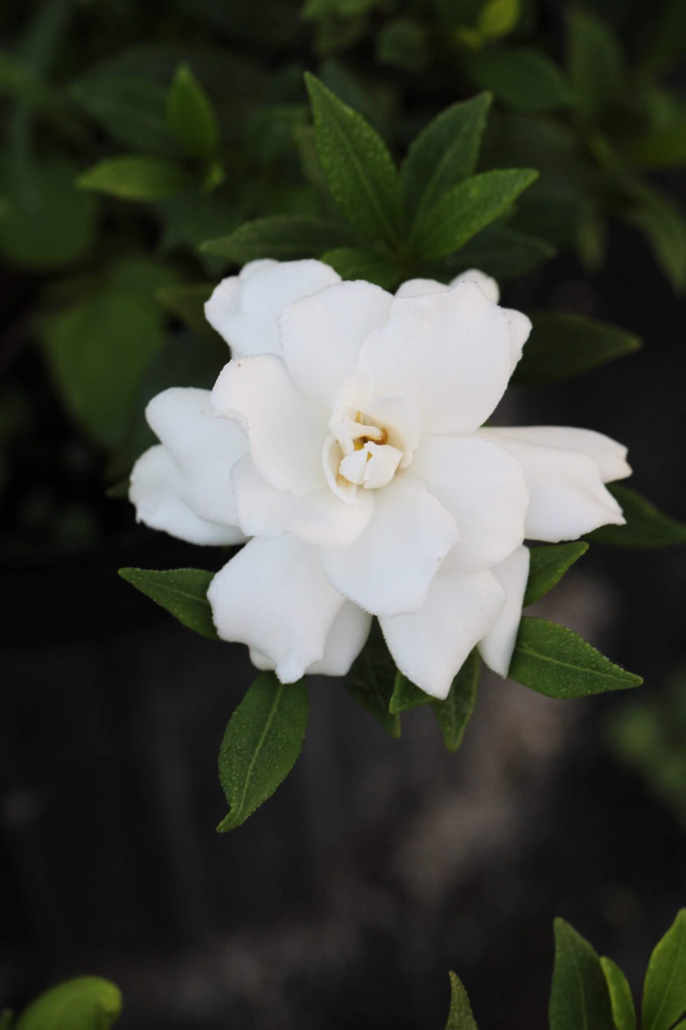 Gardenia Radicans Dwarf Gardenia Pot Gardino Nursery