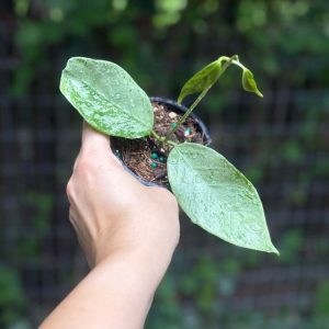 Hoya coriacea (silver) (2.5" pot)