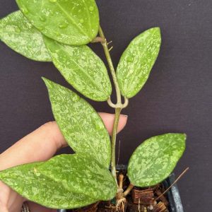 Hoya verticillata splash MA-20 (2.5" pot)