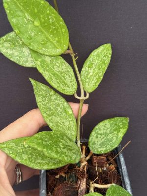 Hoya verticillata splash MA-20 (2.5" pot)