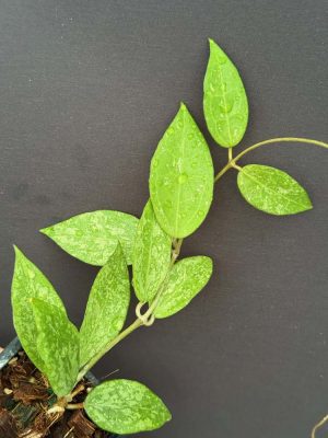 Hoya verticillata splash MA-20 (2.5" pot) - Image 3