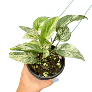 Foliage Plants – Gardino Nursery