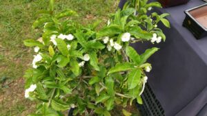 Vallaris solanacea - Bread Flower (4" pot) may ship pruned back - Image 9