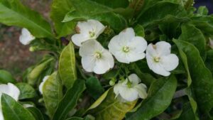 Vallaris solanacea - Bread Flower (4" pot) may ship pruned back - Image 8