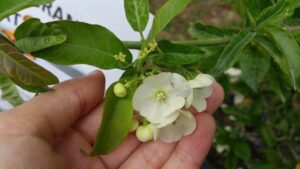 Vallaris solanacea - Bread Flower (4" pot) may ship pruned back - Image 7
