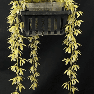 Coelogyne rochussenii (email us for availability) - Image 8
