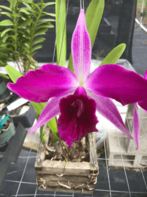 Laelia Purpurata ‘Flamea X Sanguinea’ (please Check Back In Summer ...