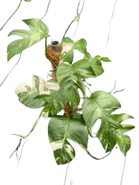 Epipremnum Pinnatum Aurea Variegated – Exotropical