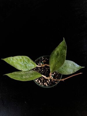 Hoya 'Tequila Sunrise' MB-1280-H (2.5" pot) - Image 10