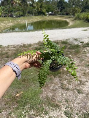 Nephrolepis acutifolia - Sword Fern - Ladder Fern (4" pot) - Image 2