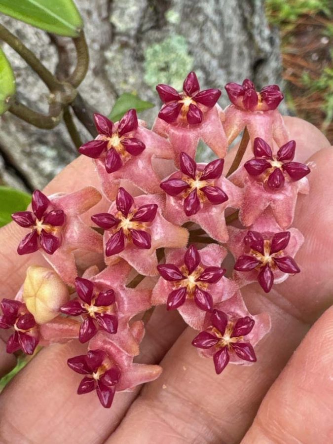 Hoya 'Love Affair' (GTX 01-01) (3.5″ pot) – Gardino Nursery
