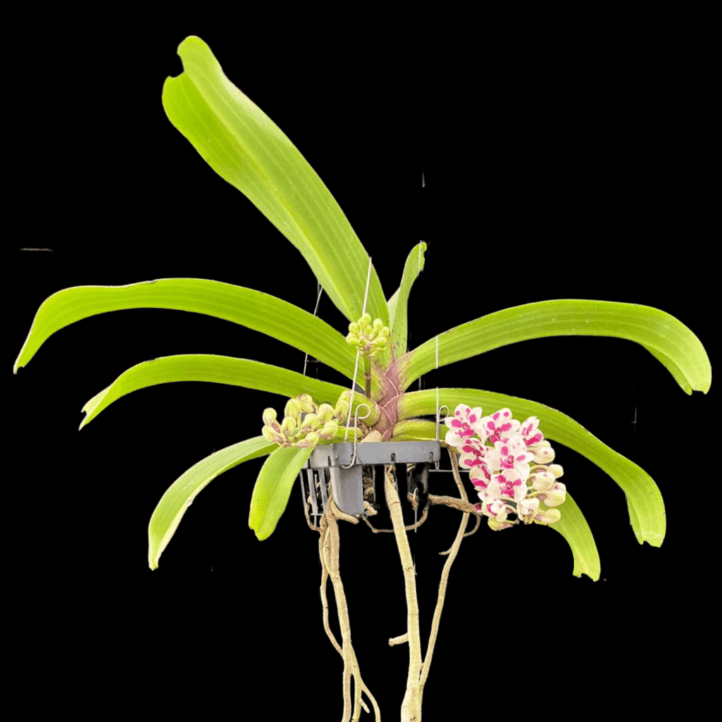 Rhynchostylis gigantea ‘Cartoon’ (3″ pot) – Gardino Nursery