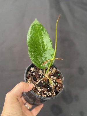 Hoya purpureofusca IML 0728 (4" pot) - Image 2
