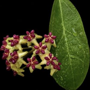 Hoya 'Roxanne' RTX-01 (elliptica x purpureofusca) (3.5" pot)