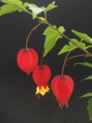 Abutilon megapotamicum - Trailing Abutilon (4" pot)