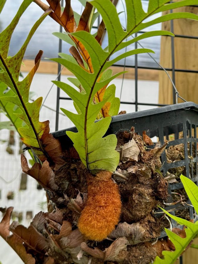 Aglaomorpha meyeniana - Bear's Paw Fern (email to request wait list)