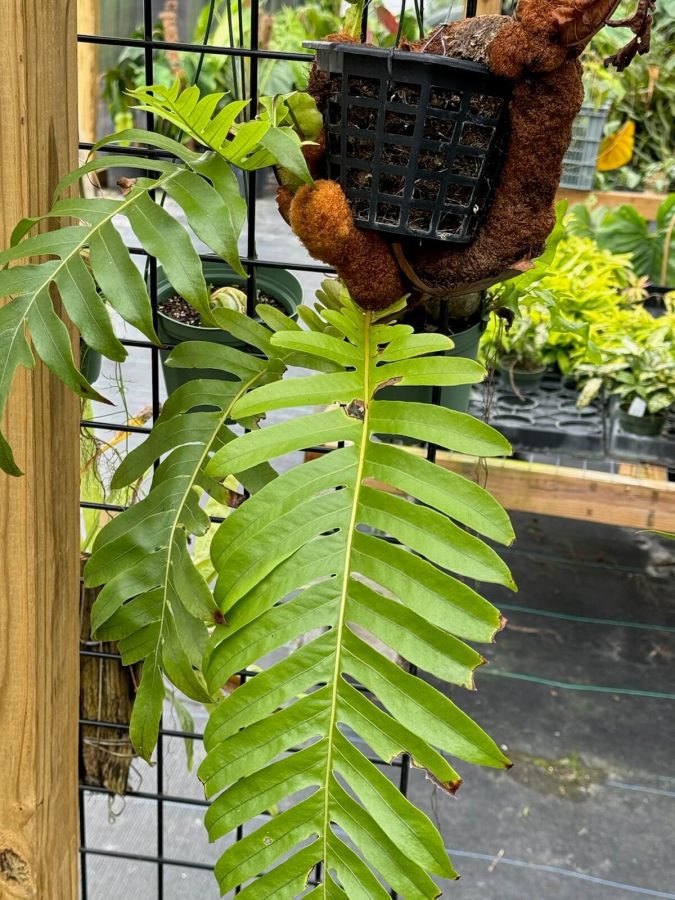 Aglaomorpha meyeniana - Bear's Paw Fern (email to request wait list)