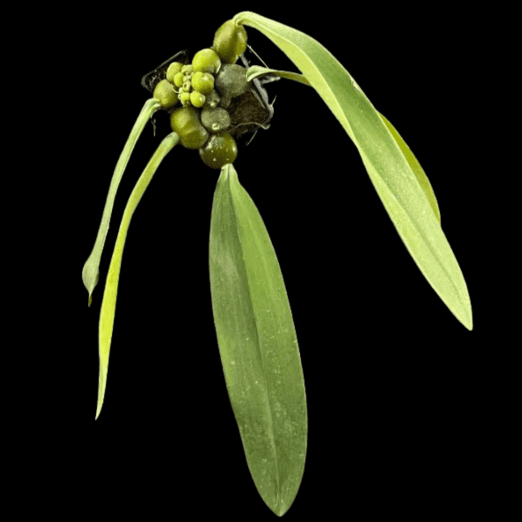 Bulbophyllum phalaenopsis (mounted) – Gardino Nursery