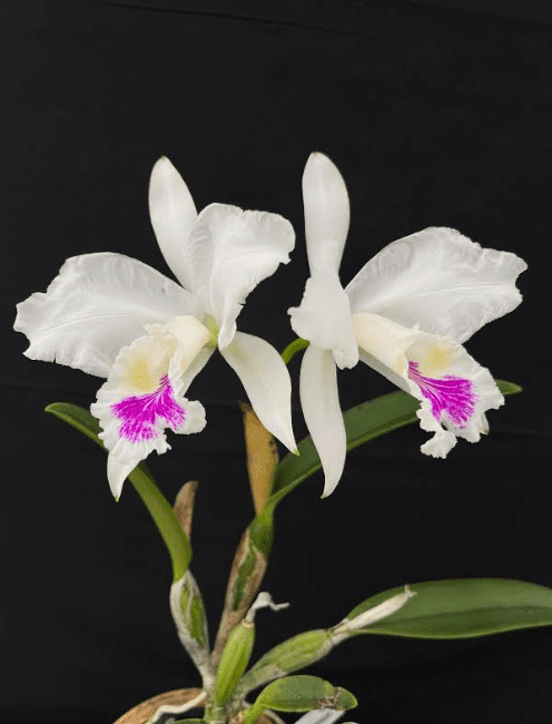 Cattleya warneri ‘Semi Alba’ (contact us for availability) – Gardino ...