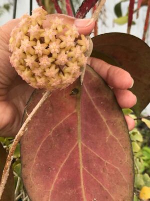 Hoya 'Joy' (4" pot) - Image 9