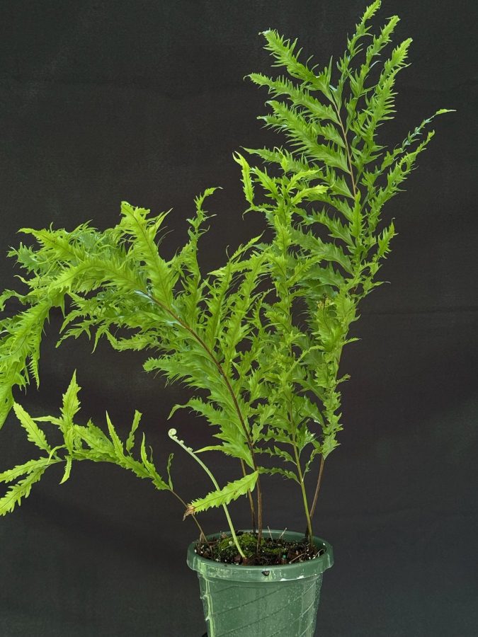 Drynaria rigidula Whitei　@bikamori ドリナリア Drynaria rigidula \"Whitei\