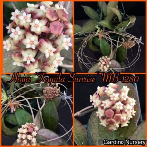 Hoya 'Tequila Sunrise' MB-1280-H (2.5" pot) - Image 12