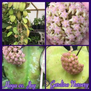Hoya 'Joy' (4" pot) - Image 11