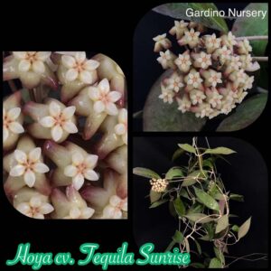 Hoya 'Tequila Sunrise' MB-1280-H (2.5" pot) - Image 13