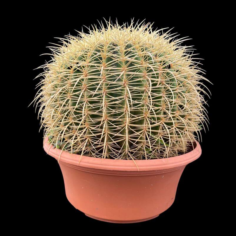 Ciro dump tank Echinocactus grusonii – Golden Barrel Cactus (4″ pot) – Gardino Nursery