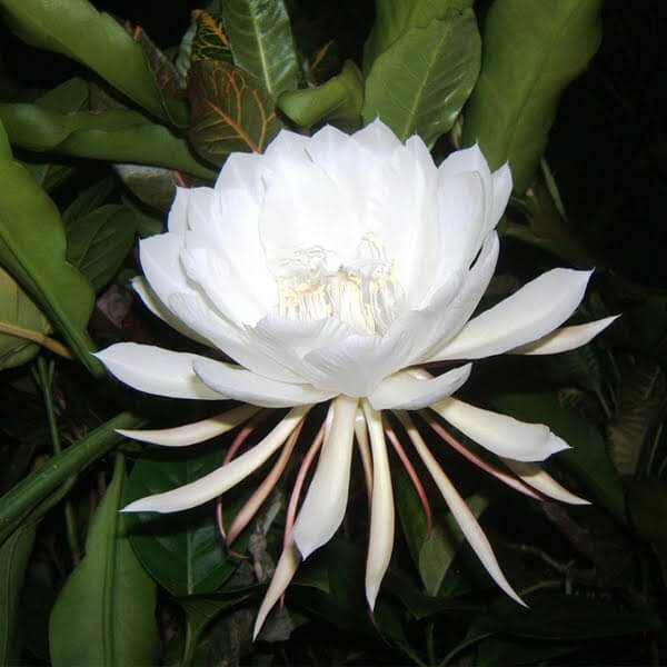 Epiphyllum oxypetalum – Night Blooming Cactus (4″ pot) – Gardino Nursery