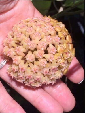 Hoya pachyphylla (FKA H. chuniana) (5" pot) - Image 13