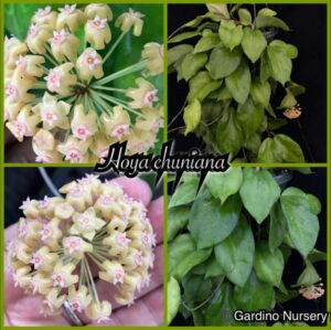 Hoya pachyphylla (FKA H. chuniana) (5" pot) - Image 12