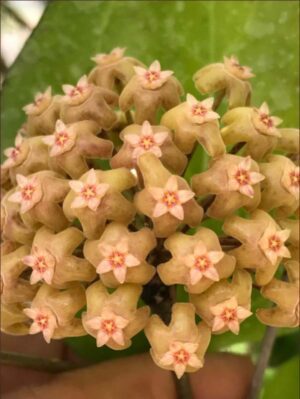 Hoya pachyphylla (FKA H. chuniana) (5" pot) - Image 9
