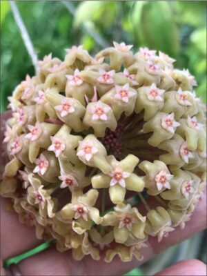 Hoya pachyphylla (FKA H. chuniana) (5" pot) - Image 10