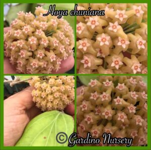 Hoya pachyphylla (FKA H. chuniana) (5" pot) - Image 11