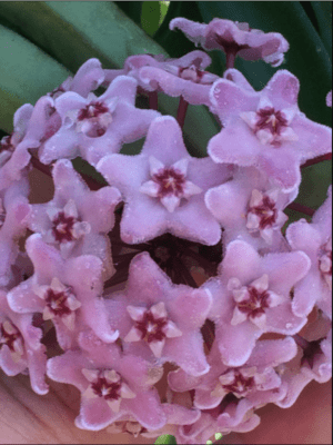 Hoya 'Minibelle' EPC-931 (2.5" pot) (blemishes) - Image 9
