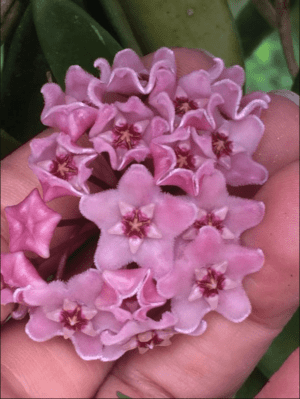 Hoya 'Minibelle' EPC-931 (2.5" pot) (blemishes) - Image 10