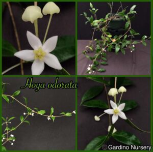 Hoya odorata (3" pot) (dollar add-on) (ONE add-on PER PERSON, extras WILL be removed from order) - Image 13