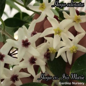 Hoya odorata (3" pot) (dollar add-on) (ONE add-on PER PERSON, extras WILL be removed from order) - Image 10