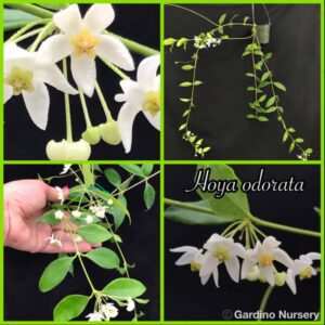 Hoya odorata (3" pot) (dollar add-on) (ONE add-on PER PERSON, extras WILL be removed from order) - Image 11