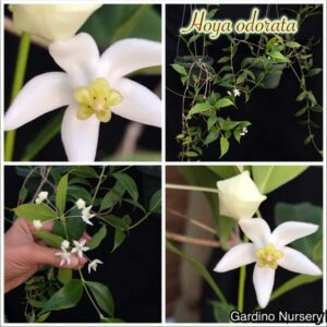 Hoya odorata (3" pot) (dollar add-on) (ONE add-on PER PERSON, extras WILL be removed from order) - Image 12