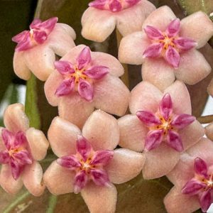 Hoya AH-1011 (2.5" pot)