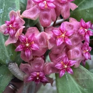Hoya 'Garnet Star' (bordenii x verticillata (Green)) (3" pot)