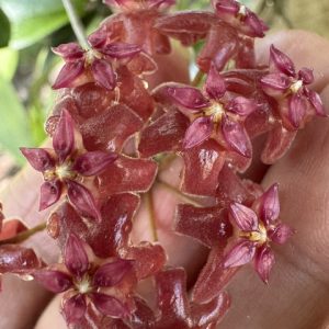 Hoya LP009 (erythrina x valmayoriana) (2.5" pot)