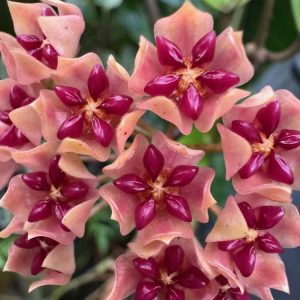 Hoya 'Love Affair' (GTX 01-01) (3.5" pot)