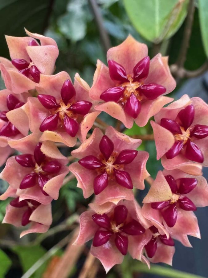 Hoya 'Love Affair' (GTX 01-01) (3.5″ pot) – Gardino Nursery
