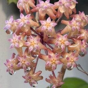 Hoya sp. AH-556 (Seeds 002) (4" pot)