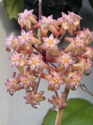 Hoya sp. AH-556 (Seeds 002) (4" pot)