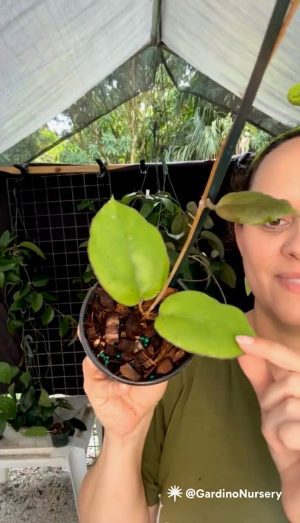 Hoya sp. AH-556 (Seeds 002) (4" pot) - Image 2