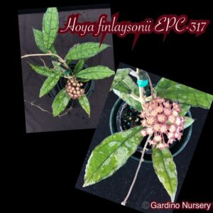 Hoya finlaysonii EPC-317 (3.5" pot)